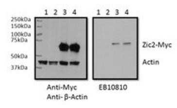 ZIC2 Antibody