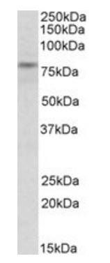 TRIM2 (aa233-247) Antibody