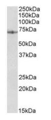 Goat anti-PDIA2 (aa129-141) Antibody
