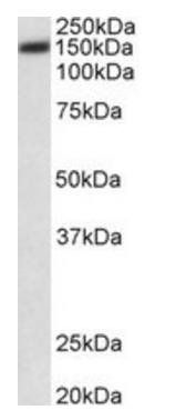 ATP2B1 (aa312-327) Antibody