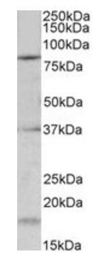 Kcnc3/Kv3.3 (mouse) Antibody