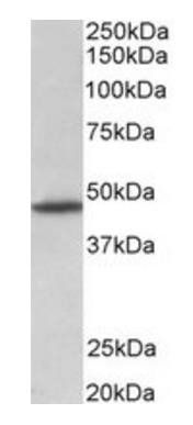 GPR83 (aa59-71) Antibody
