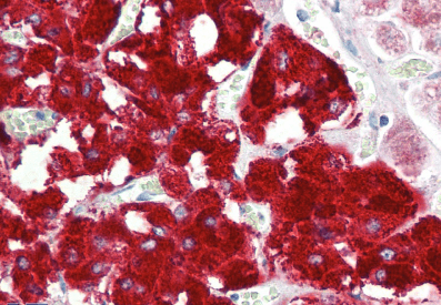 DBH (aa437-448) Antibody