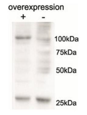 Goat anti-AARS2 (aa478-489) Antibody