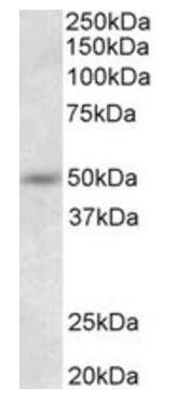 Synaptotagmin-9 Antibody