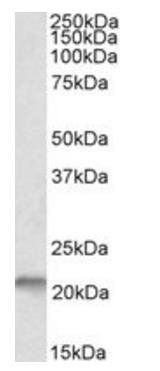 Nsg1/Neep21 Antibody