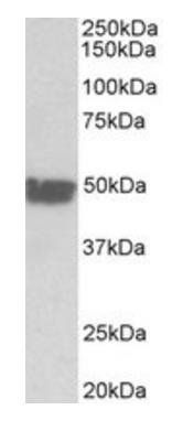 Goat anti-cytokeratin 20 (aa48-60) Antibody