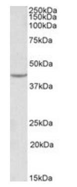 VEGFA (aa288-299) Antibody
