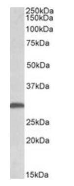FGF13 (isoform 1) Antibody