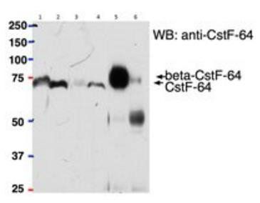 Goat betaCstF-64 variant 1/ betaCstF-64 variant 3 (mouse) Antibody