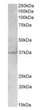 Goat anti-polo-like kinase 5 (aa309-322) Antibody