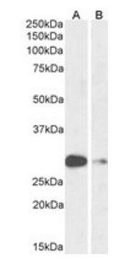 ASCL1 (aa79-91) Antibody