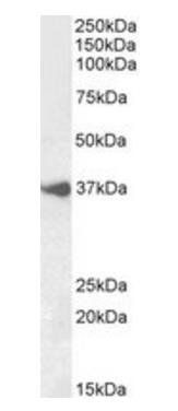 BHLHE22 (aa128-141) Antibody