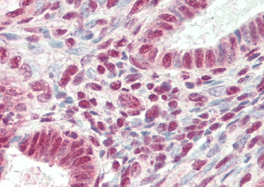 SRRT/ARS2 Antibody