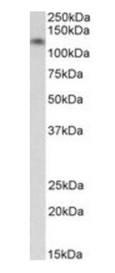 CDH13/H cadherin (aa285-297) Antibody