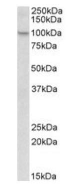 Nalp12/Nlrp12 (rodent) Antibody