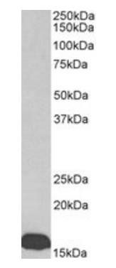 prealbumin/transthyretin (aa62-74) Antibody