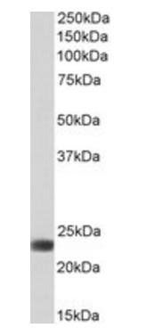 Goat anti-BLVRB (aa38-49) Antibody