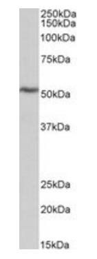 ATP5B (aa15162) Antibody