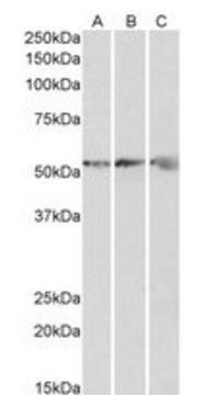 ATP5B (aa15162) Antibody