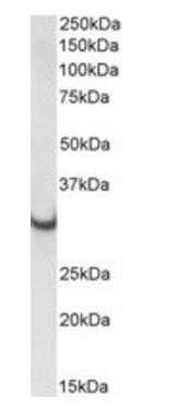 ATP5C1 Antibody