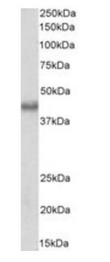 BMI1 (aa237-251) Antibody