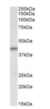 BMI1 (aa237-251) Antibody