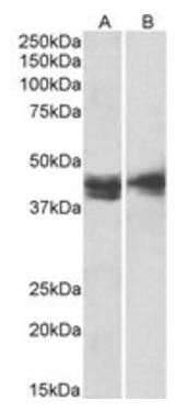 Goat anti-IL3RA / CD123 Antibody
