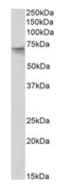 Goat anti-GNL3 (aa115-126) Antibody
