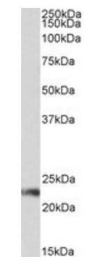 CD3G Antibody