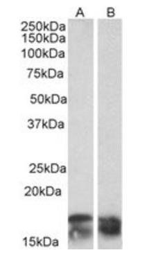 Goat anti-CD3-ZETA / CD247 Antibody