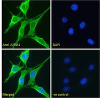 AIFM1 (aa183-195) Antibody