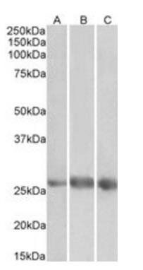 Goat anti-EGFL7 Antibody