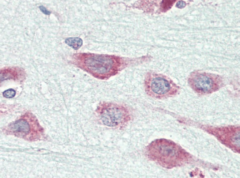 Goat anti-EXOG Antibody