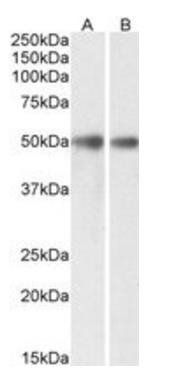 GDE1/MIR16 (aa230-242) Antibody
