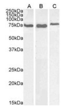 HSPA5/GRP78 (aa118-131) Antibody