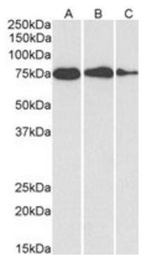HSPA5/GRP78 (aa118-131) Antibody