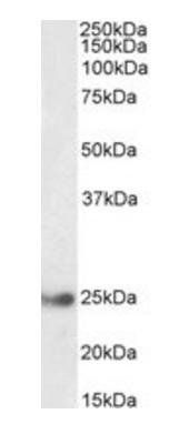 Goat anti-GSTA4 Antibody