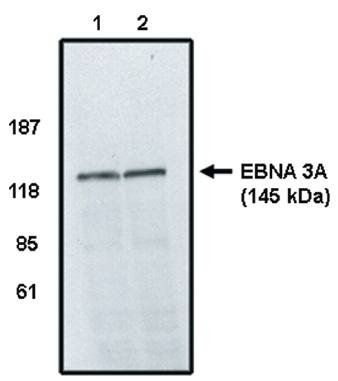Sheep EBNA 3A Antibody