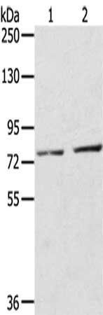 ECE2 Antibody