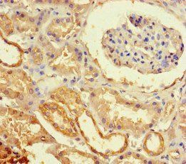 ECEL1 Antibody