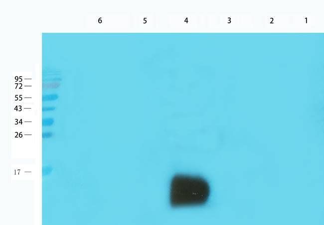 ECP Rabbit Polyclonal Antibody