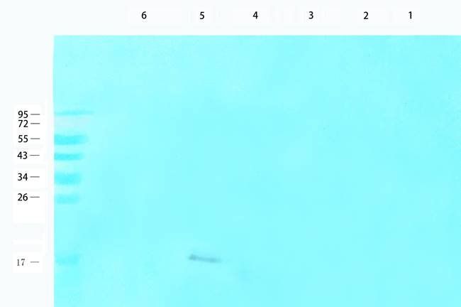 ECP Rabbit Polyclonal Antibody