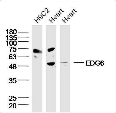 EDG6 Rabbit Polyclonal Antibody