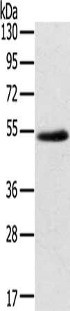 EDIL3 Antibody