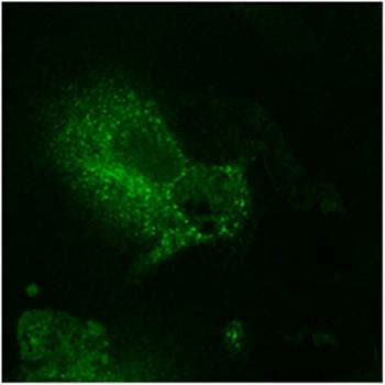 EEA1 Antibody