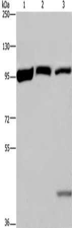EEF2 Antibody