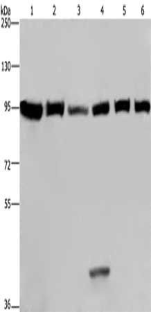 EEF2 Antibody