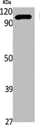 EEF2 Antibody