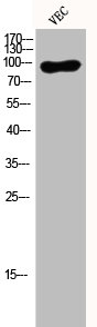 EEF2 Antibody